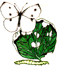 
Cabbage worm.

